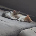 2 aylık 23 mayıs doğumlu Luna ve Vaşak yuva arıyorlar » Ücretsiz Kedi & Köpek Sahiplenme İlanları » Miyavru.com