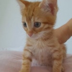 2 yavru kedi için yuva arıyorum » Ücretsiz Kedi & Köpek Sahiplenme İlanları » Miyavru.com