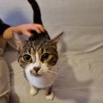 2 Yaşındaki Luna Acil Ev Arıyor » Ücretsiz Kedi & Köpek Sahiplenme İlanları » Miyavru.com