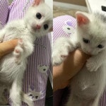 1 aylık cins kedi beyaza yuva olur musun